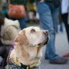 駅で盲導犬に遭遇！「気をつけたい事」に1.1万いいね「助かる」の声多数