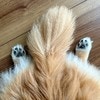 顔出ししなくてもかわいい！絶対にかわいいと思ってしまう愛犬の写真に2万いいね