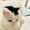 え！かわいすぎる…！あまりにもキュートな愛猫の影に10万いいね「なでなでしたい」「完璧」