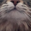 「猫のリモート会議」テレビ電話する猫の貴重なワンシーンに9万いいね「お疲れ様でーす」「かわいい」