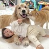 面倒見が良い大型犬、癒やされる3ショットに1700いいね「人気者！」「かわいい」