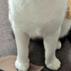 妻の心の声を代弁!? 終電帰宅の夫に“物申す”猫の表情に2.6万いいね「苦情申し立て中」