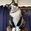思わず声出る可愛さ！初めてのおもちゃへの“猫の純粋な反応”を捉えた写真がこれだ「100点満点」