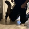 なぜ自分をコロコロ？夫の謎行動の理由と“順番待ちの猫”に4千いいね「わかるw」