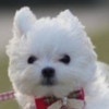 「完全に飛行」なかなか撮れない愛犬の貴重な瞬間に9千いいね「ジャーンプ」「おもろ可愛い」