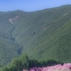 秘境感がすごい！奈良の山奥で見つけた1000本のしだれ桜に4.6万いいね「ロマンがある」「素敵な場所」