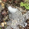「洗剤汚染だと思ってた…」沢水に浮かぶ白い泡の正体に6.3万いいね「勉強になる」「盲点でした」
