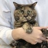 爪切りを前にした猫の“表情”に1.5万いいね！「レディ…ファイト！」「かわいい」