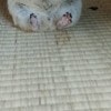リス飼うと見られる景色が最高！おやつの食べ方に4.8万いいね「お利口」「愛おしすぎる」