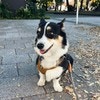 【笑顔がハッピーオーラ全開】見知らぬ人も虜になった、愛犬のスマイルに2万いいね「たしかにニコニコ」