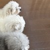 「まるでお寿司」なワンちゃん3匹が可愛すぎて1.8万いいね！「3巻ください」「食べ比べセット」