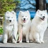 ペットの犬種を聞かれた飼い主「通りすがりのおじさんから…」聞き方がクセ強で8万いいね「惜しい」
