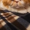 【優猫過ぎ…！】飼い主が寝るまで起きようとする愛猫に8.2万いいね「目がショボショボ」「眠そう」