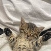 今すぐここに転職したい！子猫の寝かしつけ業務に9.3万いいね「尊いお写真」「最高の職場」