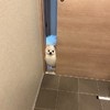 「通れないって顔してくる」ドアの隙間で待つ愛犬に9.1万いいね「世界一かわいい」「うちの子もこれよくやってた」