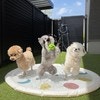 3匹の愛犬、テンションの差に爆笑…写真に8.8万いいね「温度差に笑ってしもうたw」「いいショット」