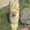 【かわいすぎ】ギューッと伸びる姿にキュン！愛犬の“洗濯バサミ伸び”に3万いいね「アクロバティック」