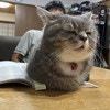 本の上にドンッ！堂々すぎる“ネコハラ”に3万いいね「これが至福の邪魔」「顔がかわいすぎて許した」