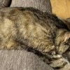 【完全オフ】「ニャンにもしたくない」猫の無気力ポーズに4.7万いいね「かわいすぎ」「気持ちよさそう」