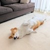 「まさか演技！？」すやすや寝てるはずが…愛犬の行動に【4.4万いいね】「演技派」「知能犯w」