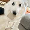 「怒られるやつ？」愛犬が拾ってきたものは…→子どもに追われる展開に！犬のいる日常に12万いいね