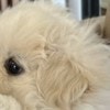 愛おしすぎるって……ゲーム中の飼い主と“協力プレイ”する犬に4.5万いいね「最高の相棒」「真剣な目」