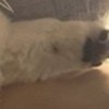【悶絶】愛犬のかわいすぎる“腕枕”見て！あまりにも短くてかわいい愛に9万いいね「癒された」「健気」