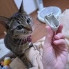 猫が拾ってきた【謎のパーツ】Xに投稿したら→英知を結集した結果に9.3万いいね「すごい！」「一件落着」