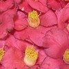 公園で捨てられていた花→「世界一美しいお花です」感動エピに1.3万いいね『こりゃ世界一』『優しい』