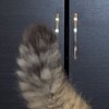 「おっとっと！」不器用な身のこなしがかわいい愛猫に5万いいね「溺れてる？」「アライグマみたい」