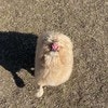 『全然よくわからなくてかわいい』愛犬の真上写真に3.9万いいね「だ、誰か説明して！」「四角いモフッ」