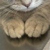 眉間にしわ？反省の表情がかわいすぎる子猫に2万いいね