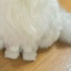 「ほぺ毛が完璧すぎる！」アニメ顔の猫に1.5万いいね