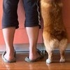 【親子に見える！】コーギーと飼い主の“そっくり後ろ姿”に1万いいね「ほっこり」「仲良しがあふれてる」