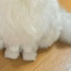 かわいすぎる猫の“ほぺ毛”がバズる！1.5万いいね集めた奇跡のお顔とは？