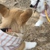 「こんな戦いなら毎日見たい」かわいすぎる子犬コーギーのケンカに6000いいね