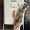 【癒やし確定】猫喫茶の“完璧すぎる看板猫”の姿に、今日も疲れた心が救われる