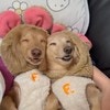 「世界一幸せな寝顔」2匹の犬が同時に見せた、奇跡の笑顔に4万人が悶絶