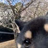 梅の花を撮ろうとしたら→無理やり映りこんでくる柴犬に10万いいね「自撮りみたい」「かわいい」