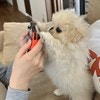 【天才的相棒】「真剣な目」で飼い主のゲームを邪魔しないどころか協力！犬が見せた「まさかの神プレー」に4.5万いいね