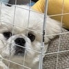 「笑うからやめて」→ケージの中で“思わぬ姿”もふもふ愛犬に爆笑2.6万いいね「四角」「衝撃的」