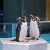 生き物図鑑を読み聞かせる夫→ペンギン解説中の夫婦会話に7千いいね「愛されてる」「羨ましい」