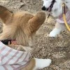 ずっと見ていたい…「世界一平和なケンカ」赤ちゃんコーギー同士の“ぽてぽてバトル”に「かわいすぎる」