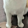 夫の終電帰宅にネコが【猛抗議】妻よりも怒っている表情に2.6万いいね「完全に妻の代弁」