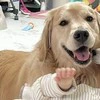 包容力がすごい！赤ちゃんと豆柴と写真に収まるゴールデンレトリバーに1700いいね「尊い」「平和」