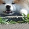 助けたいけど見ていたい…愛犬の「ヘルプミー」に7万いいね「ぺしょって感じ」「うごけないよぉ」