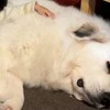 連休の過ごし方は「これが一番」→癒やし度満点の写真に10万いいね「ジブリ思い出した」「幸せそう」
