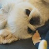 「赤ちゃんのベッドに乗らない」ルール守る愛犬の“添い寝”がかわいすぎる「えらいぞ」「優しい」