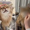 まるで別ネコ？【撫でられたいとき↔そうじゃないとき】の差に3万いいね「めちゃわかる」「かわいい」