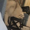 水戻すの忘れてた…！無い水を飲もうとするハスキー犬の姿に9.1万いいね「訴えかけてきてるw」「アピールがかわいい！」
